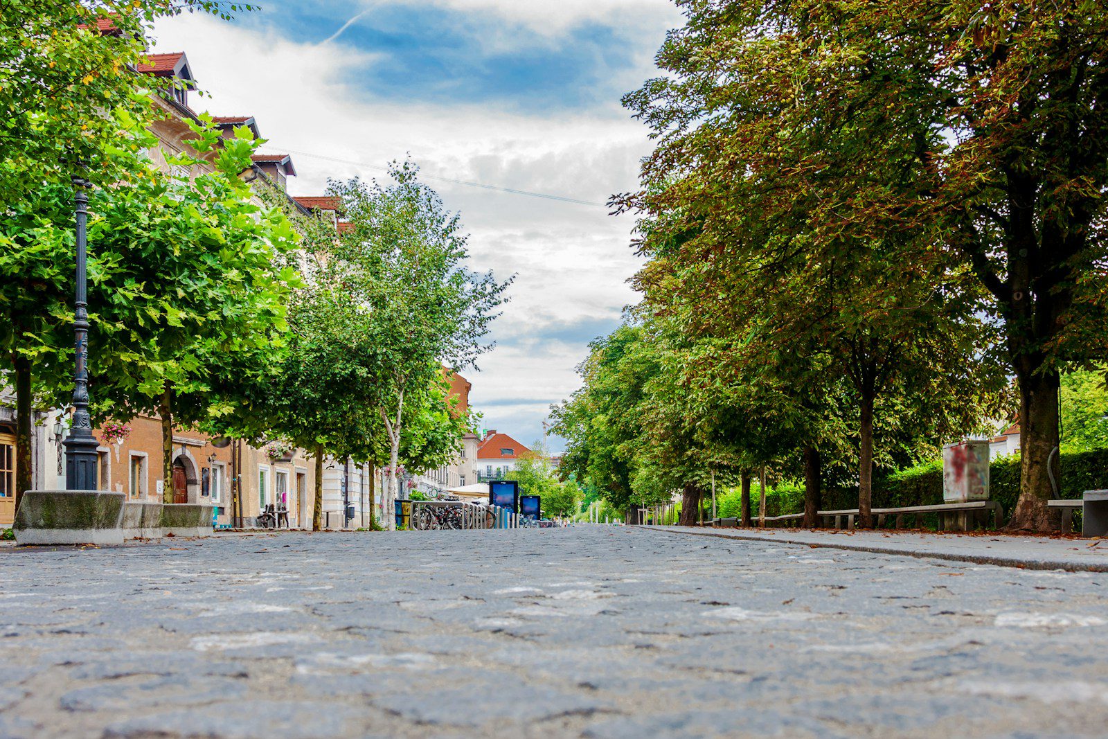 Zelena drveća na ulici pored zgrada